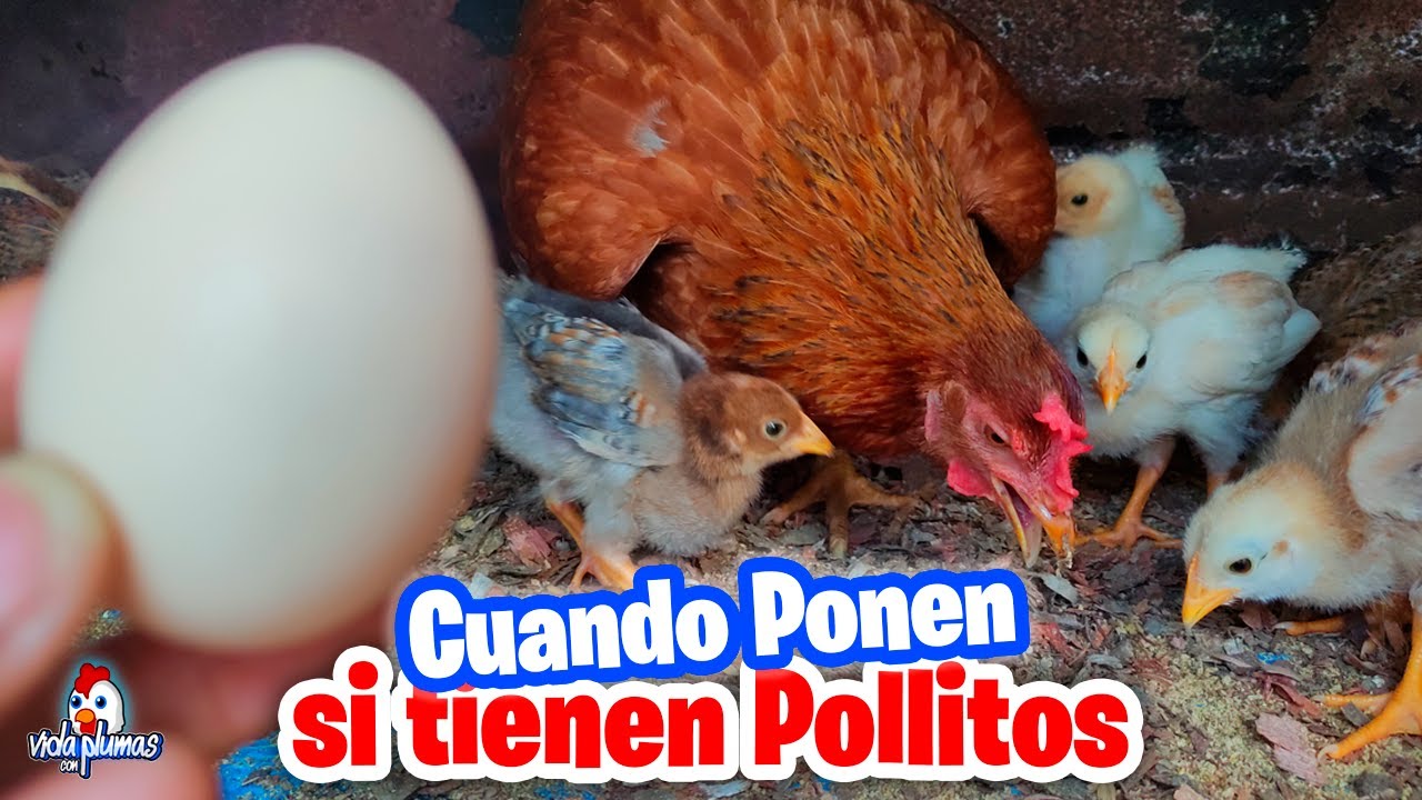Cuando empieza a poner huevos una gallina que tiene pollitos? MI GALLINA QUE TIENE POLLITOS NO PONE