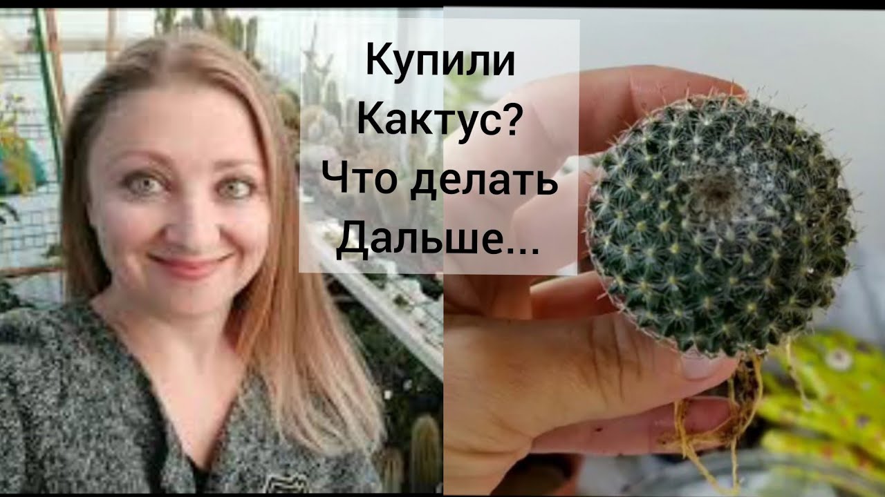 Вы купили Кактус 🌵Что делать дальше??