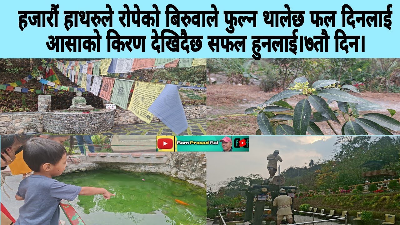 हजारौं हाथरुले रोपेको बिरुवाले फुल्न थालेछ फल दिनलाई आसाको किरण देखिदैछ सफल हुनलाई।७तौ दिन।