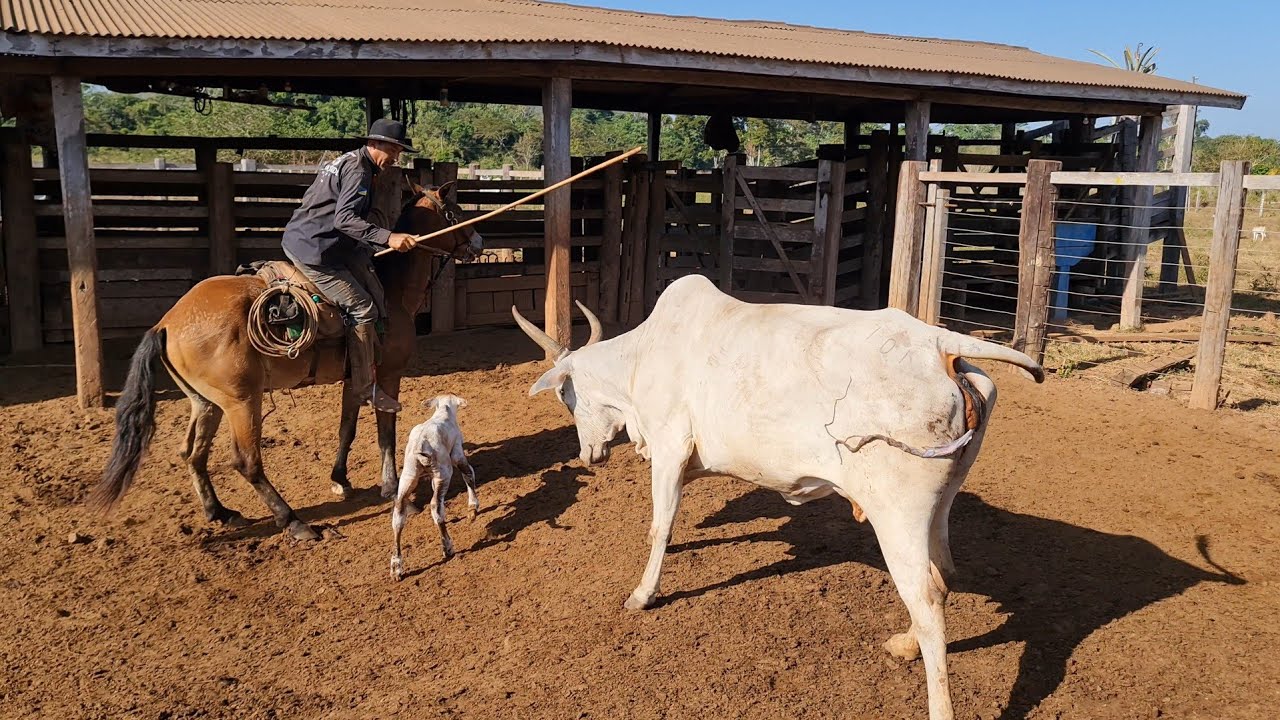 VACA BRAVA DEMAIS😱! Lidando com o gado do 70