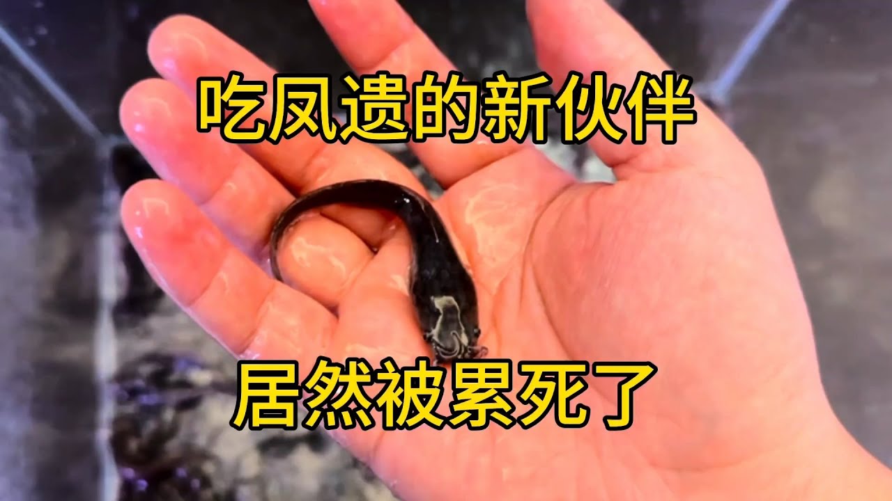 室内农场迎来了新的凤遗小伙伴【刘惟与】#室内农场 #生态循环 #沙雕日常 #鱼菜共生