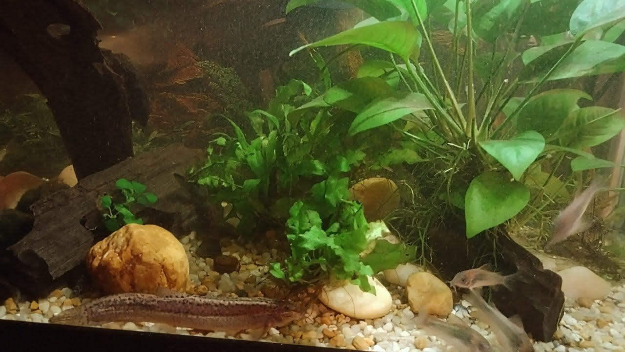 Bottom Feeders Gone WILD. Catfish, Plecos and Loach Species.