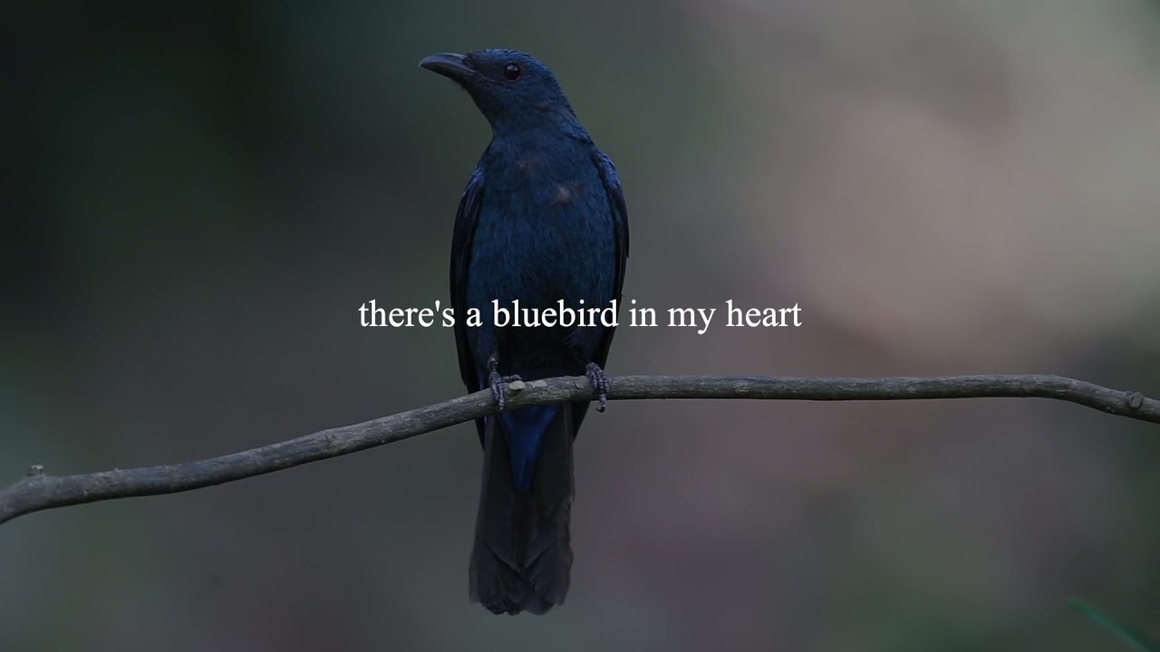 Bluebird by Charles Bukowski