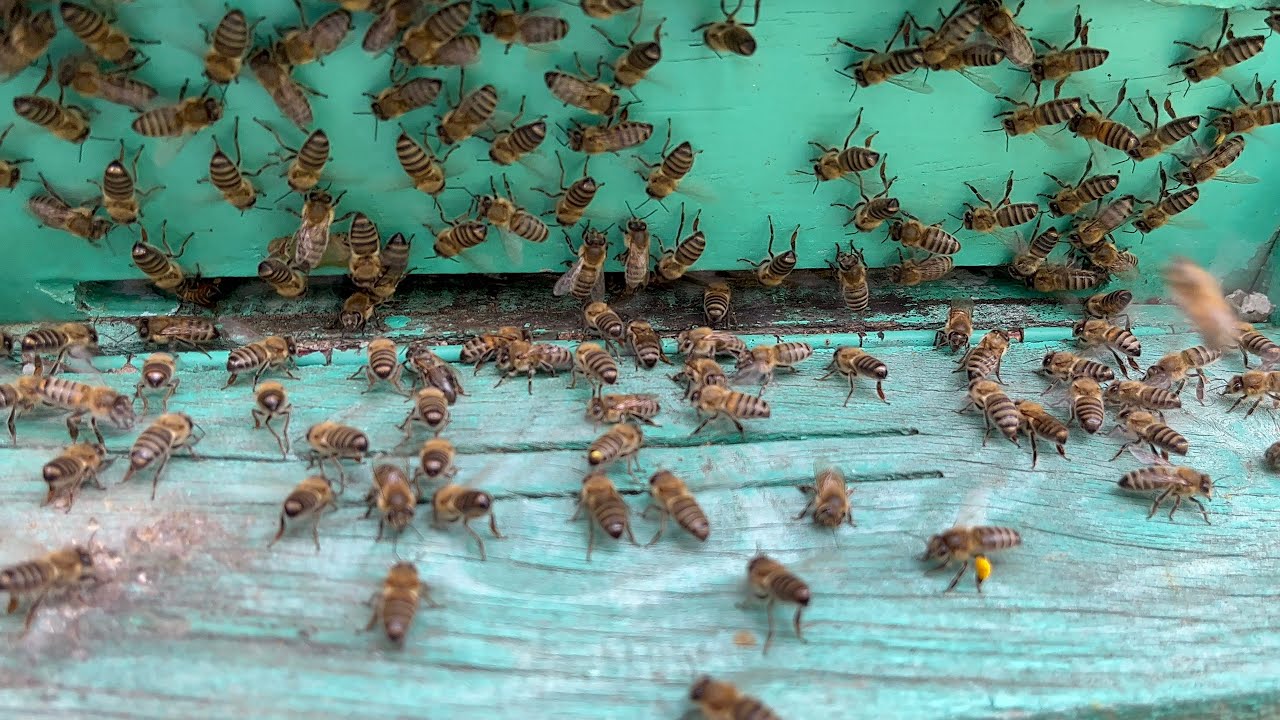 4 Oğul Birden Aldık….  🐝  #Bölüm 5   #arı #arıcılık #oğul #alma #bal