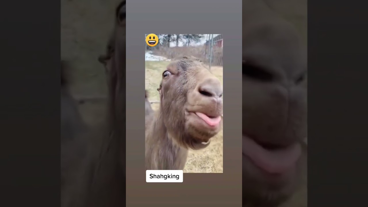#katatawanan #animals #zoo #shortsviral #shortsviral #shortvedios #shortvediosyoutube