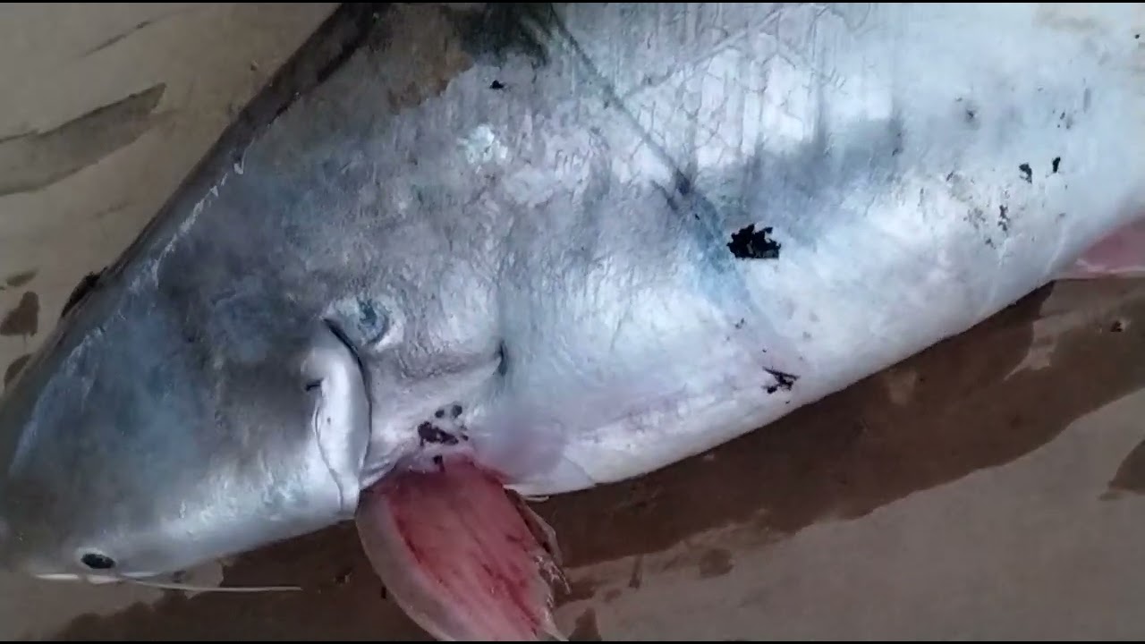 patin buah sungai pahang.