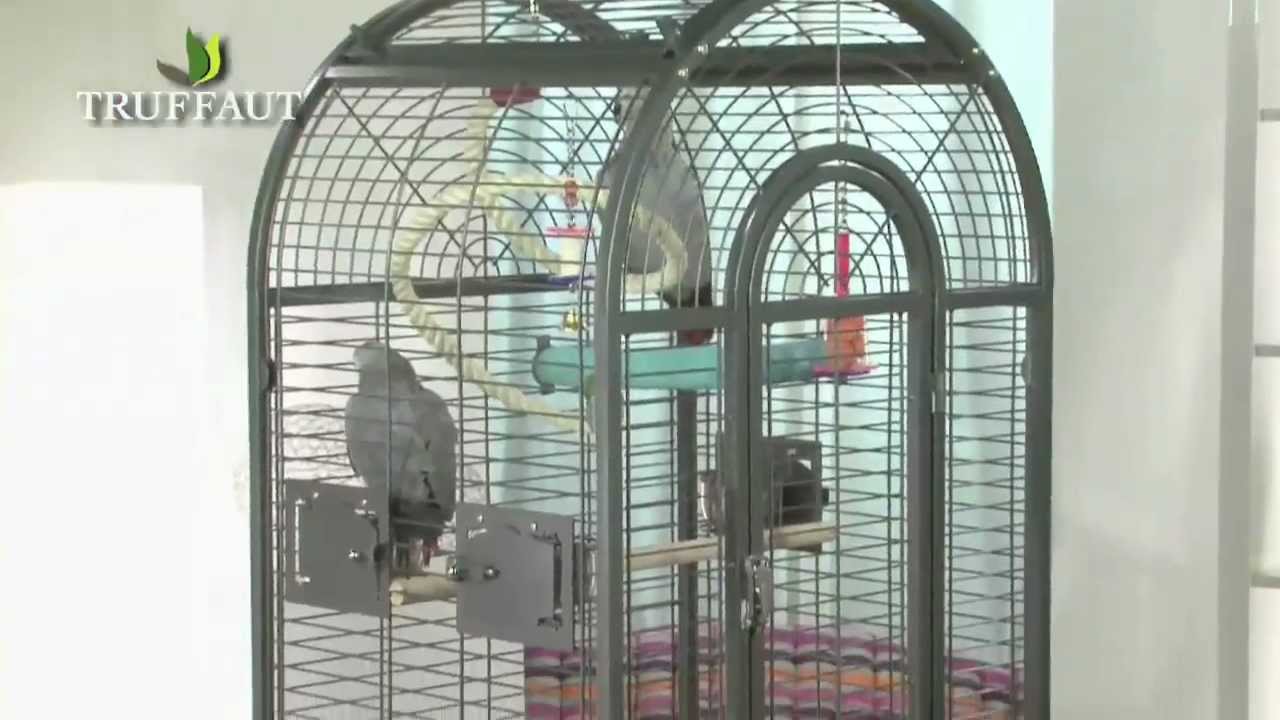 Gris du Gabon : la cage et les jeux -  Truffaut