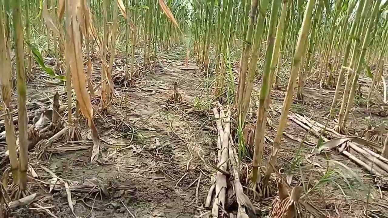 Proses Tanam Jagung Susulan ke 2,Tanam Jagung ke 3.