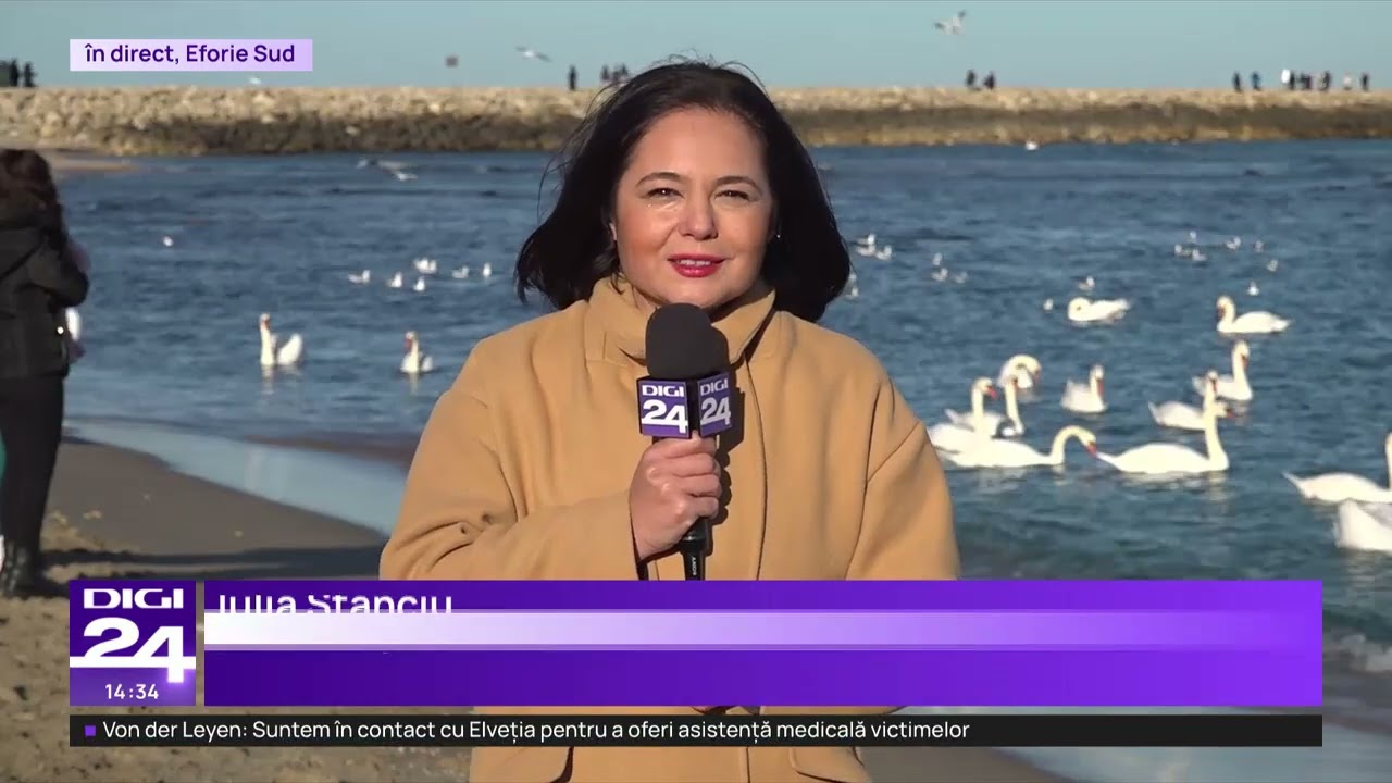 Lebedele din Eforie Sud, o atracție pe litoral