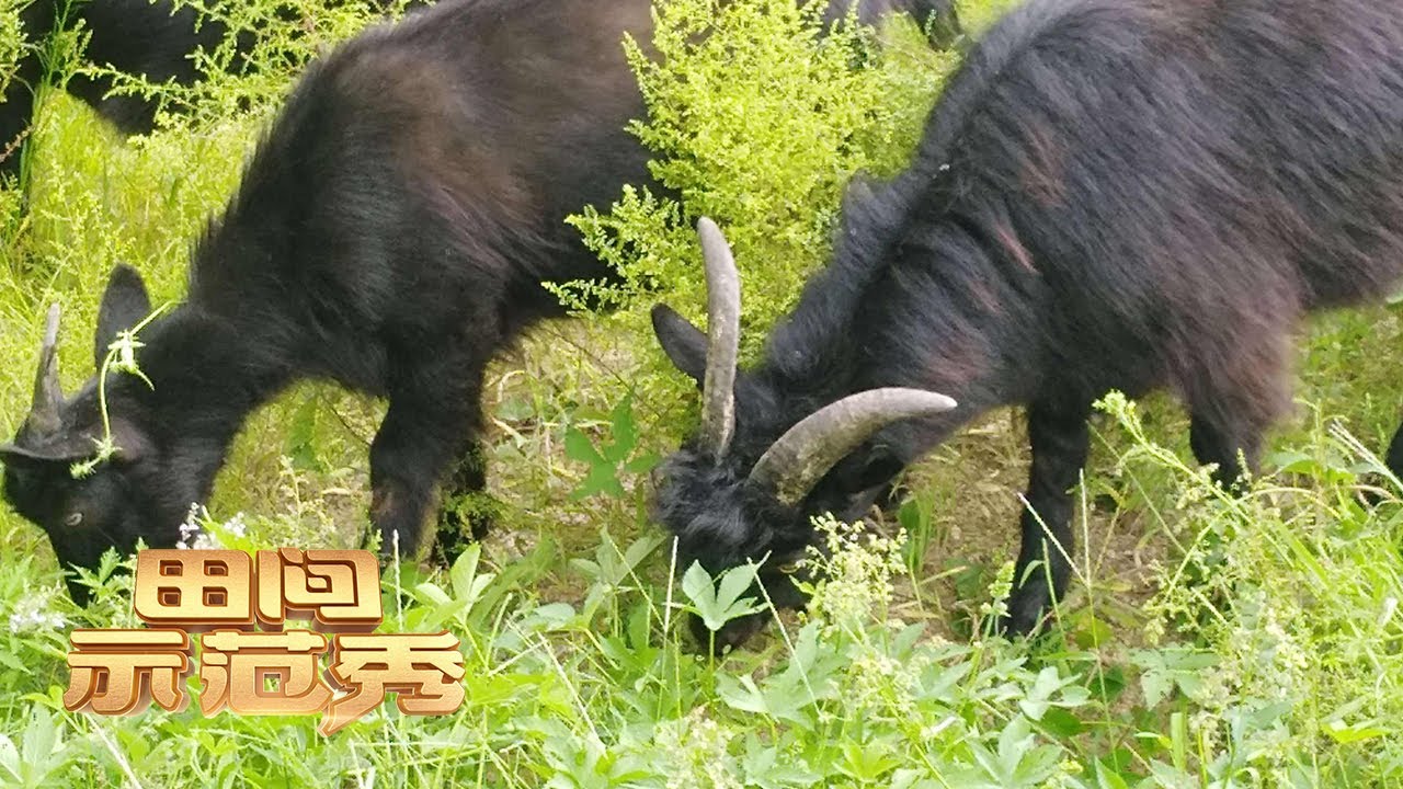 他的黑山羊越养越瘦，问题出在哪？养羊专家现场勘查，原来想让羊肥起来，关键在于饮食习惯！丨「田间示范秀」20230213