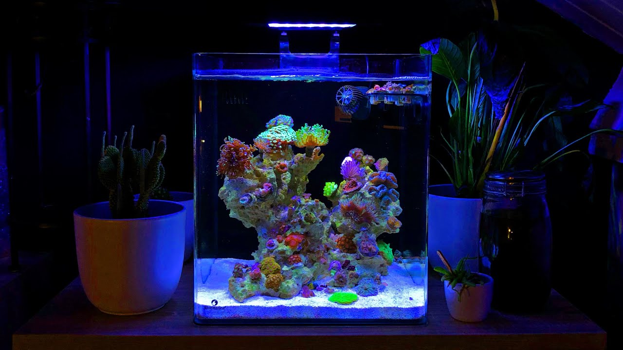 15 Gallon Coral Reef Tank Update [Month Five]