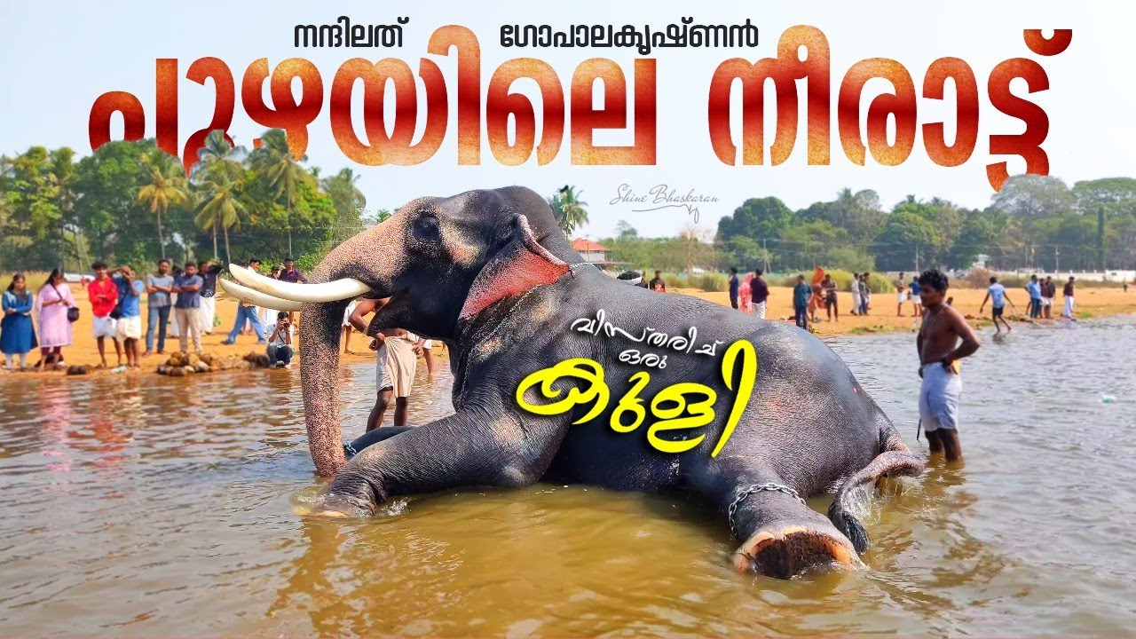 Nandilath Gopalakrishnan's River Bath 🤩🥰 | Nandilath Gopalakrishnan At Cheruthuruthy Bharathapuzha