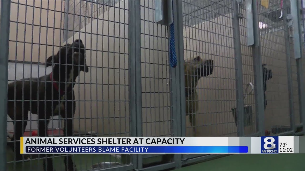 Former Rochester Animal Shelter volunteers demand change in facility operations for the good of dogs