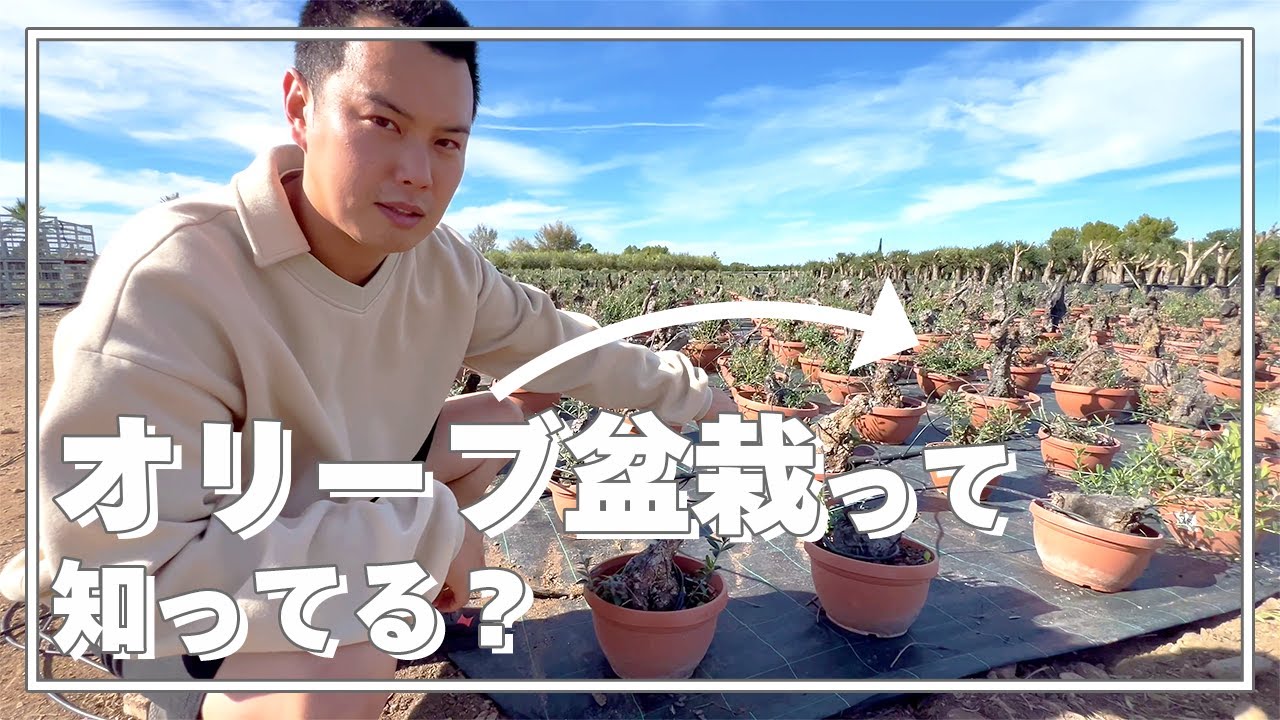 【オリーブ】スペインにある巨大オリーブナーセリーに行ってきました！【盆栽】