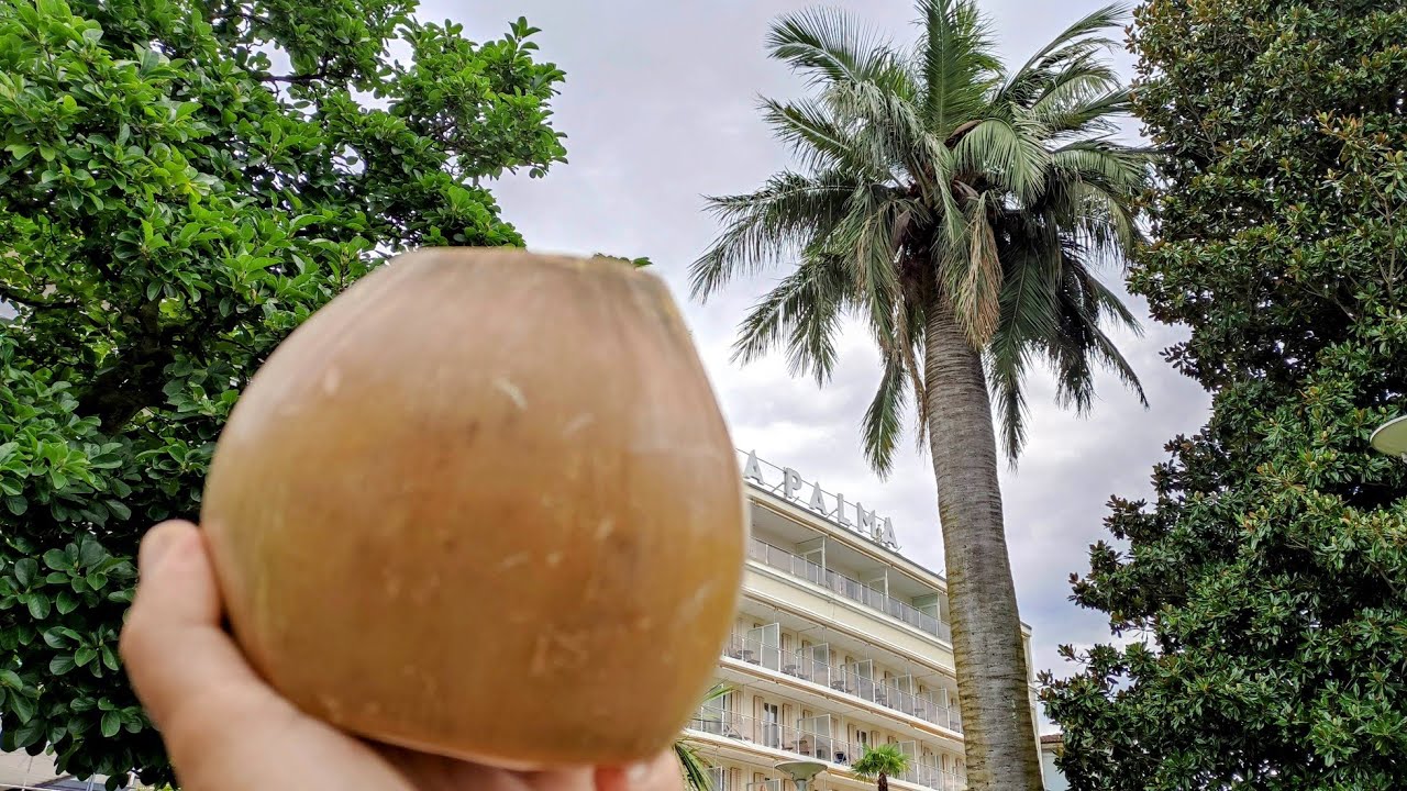 Can you harvest Coconuts (Jubaea chilensis) in Switzerland? - Yes