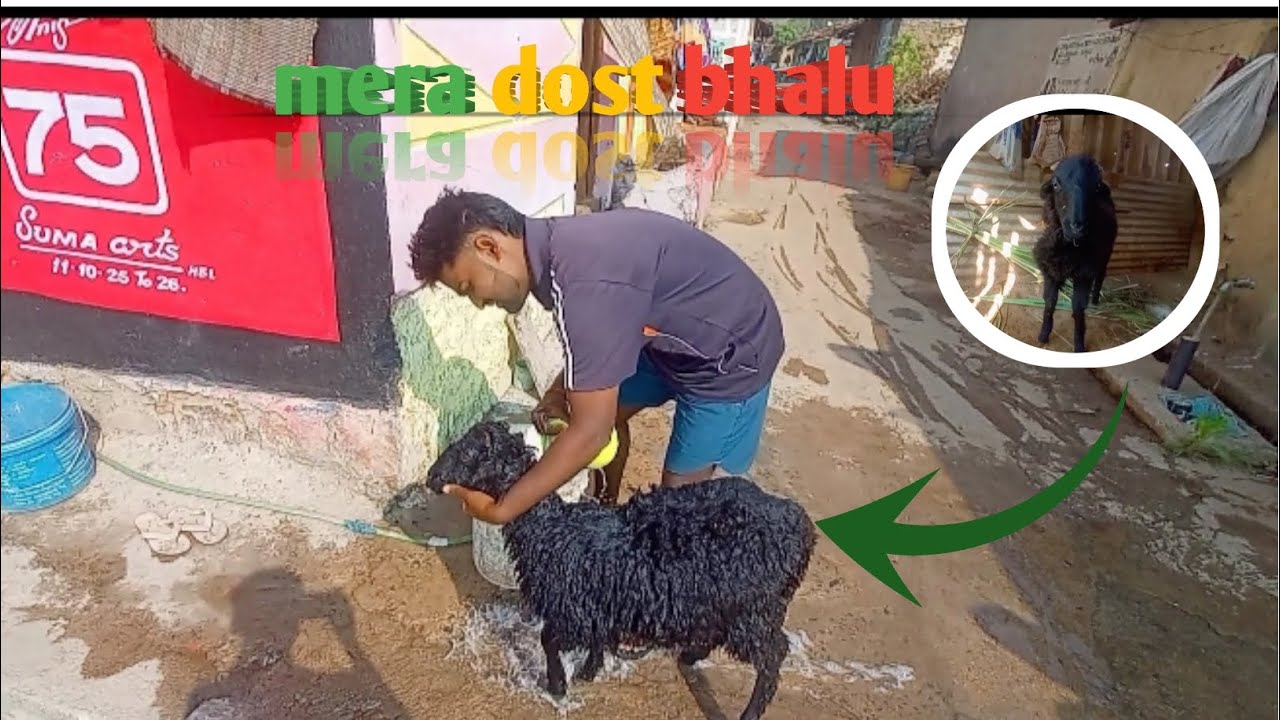 Mera dost bhalu🤩💥#village#vlog#dream kumar#youtube#channel....
