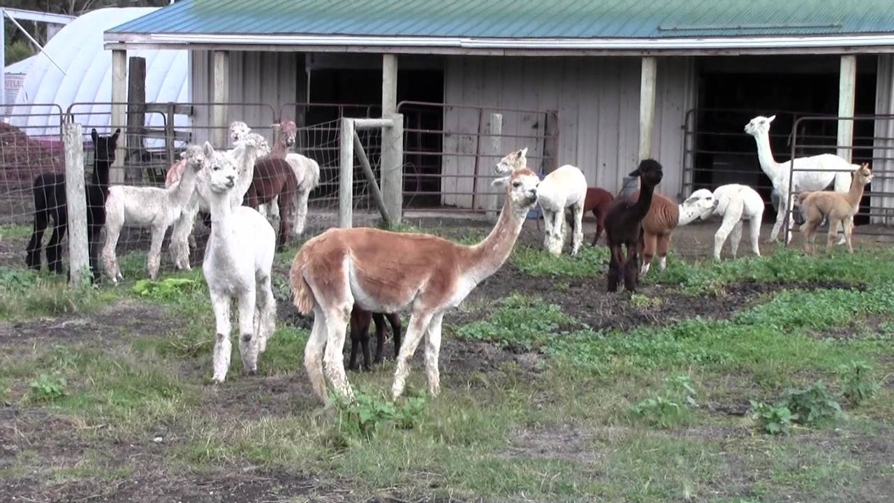 The Purple Berry Orchard / Perimeter Alpacas