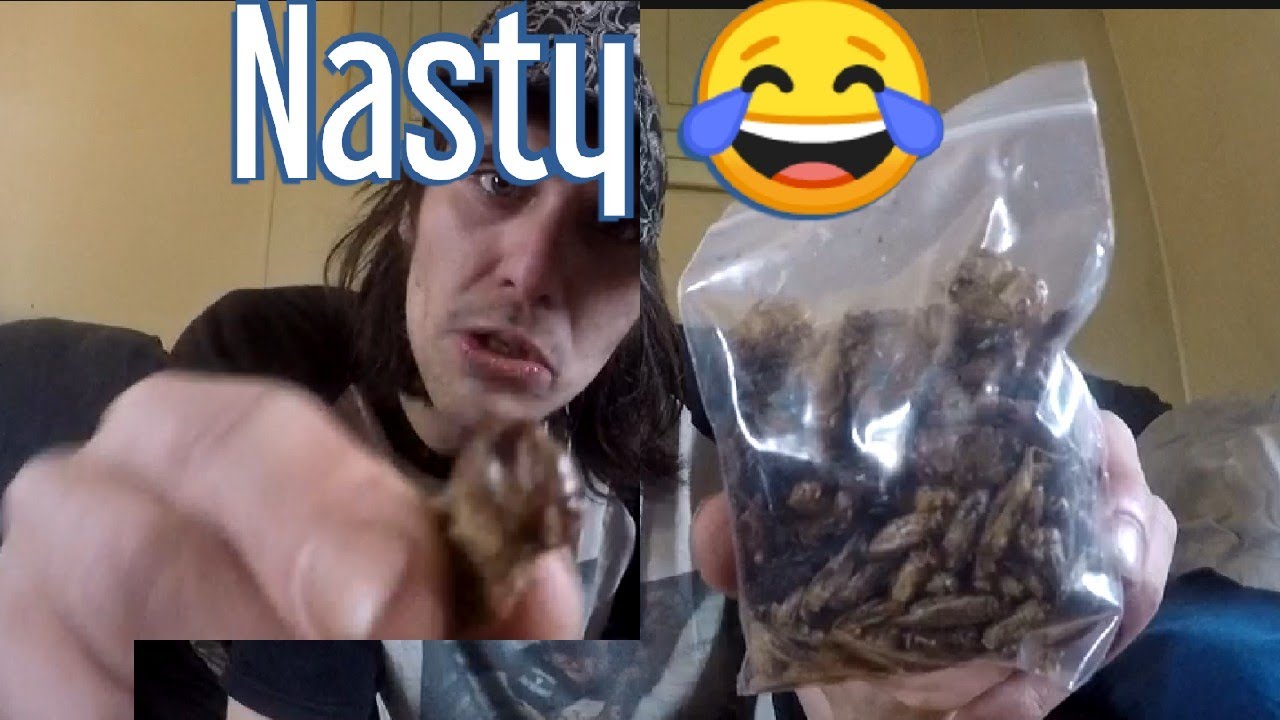 Eating Grasshoppers From Amazon!