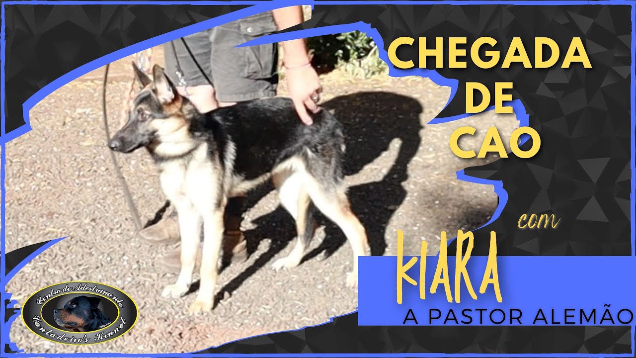 CHEGADA KIARA PASTOR ALEMÃO - Sergio Cantadeiro