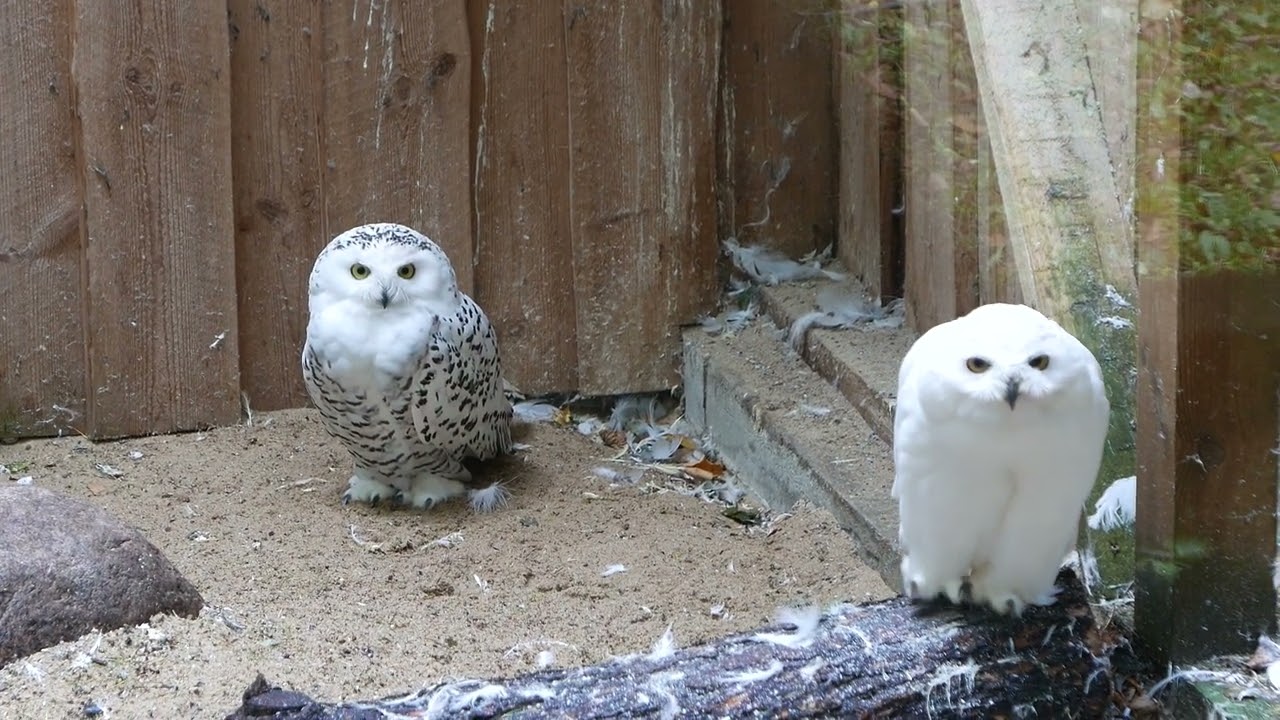 Таллиннский зоопарк 2018 / Tallinn Zoo / Tallinna Loomaaed