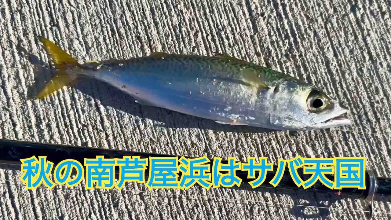 めっちゃよく引く中サバが入れ食いの秋の南芦屋浜