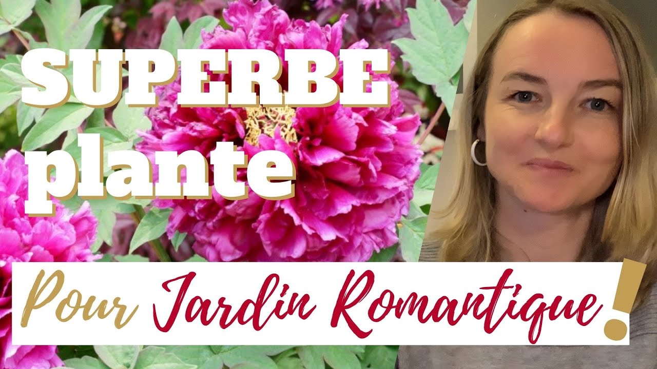 Superbe plante pour jardin ROMANTIQUE !