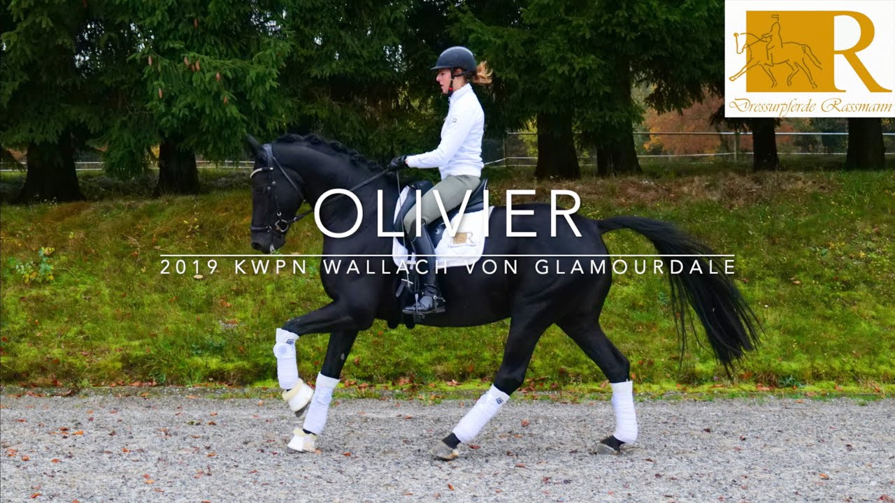 SOLD!! Dressurpferd - 2019 KWPN Wallach von Glamourdale, Stm. ca. 1,75, M-Dressur - Olivier