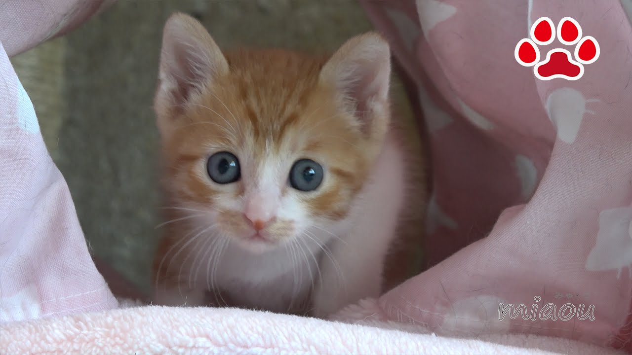 Cat номер десятой. Котенок посетить. -Cute kitten Maya's 10th visit to the cats room.