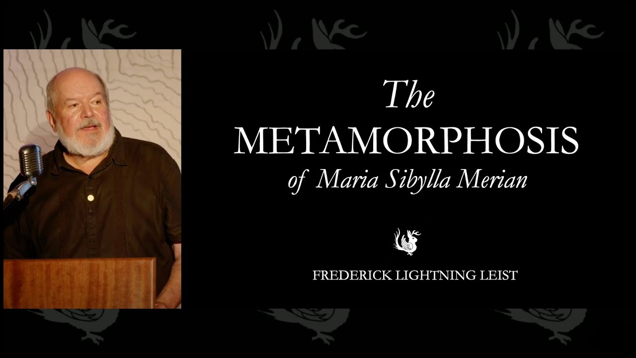 Метаморфоза Марии Сибиллы Мерион | Odd Salon ADRIFT