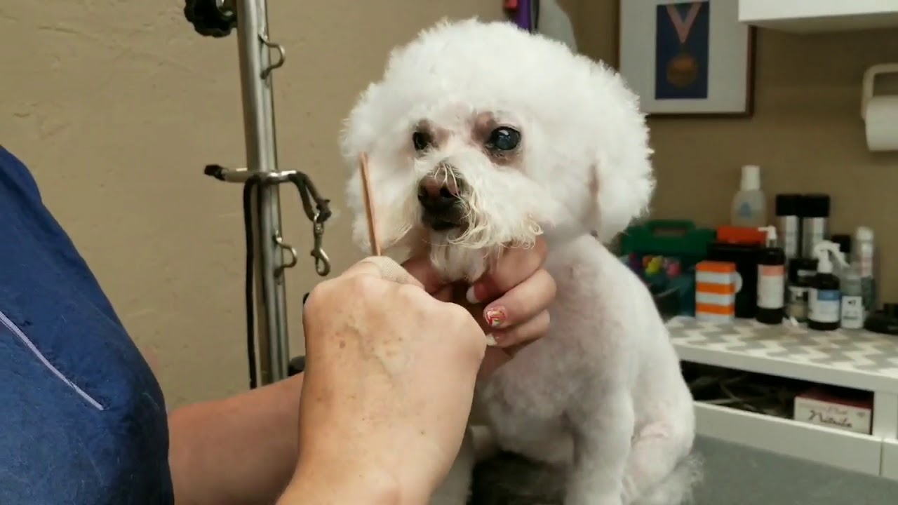 Bichon Pet head with clipper comb