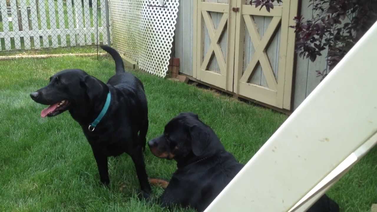 Rottweiler Playing With Labrador Retriever