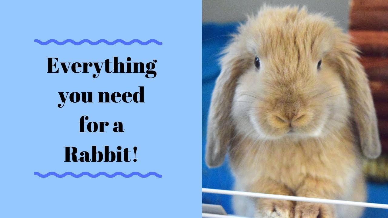 Everything YOU Need for a Bunny