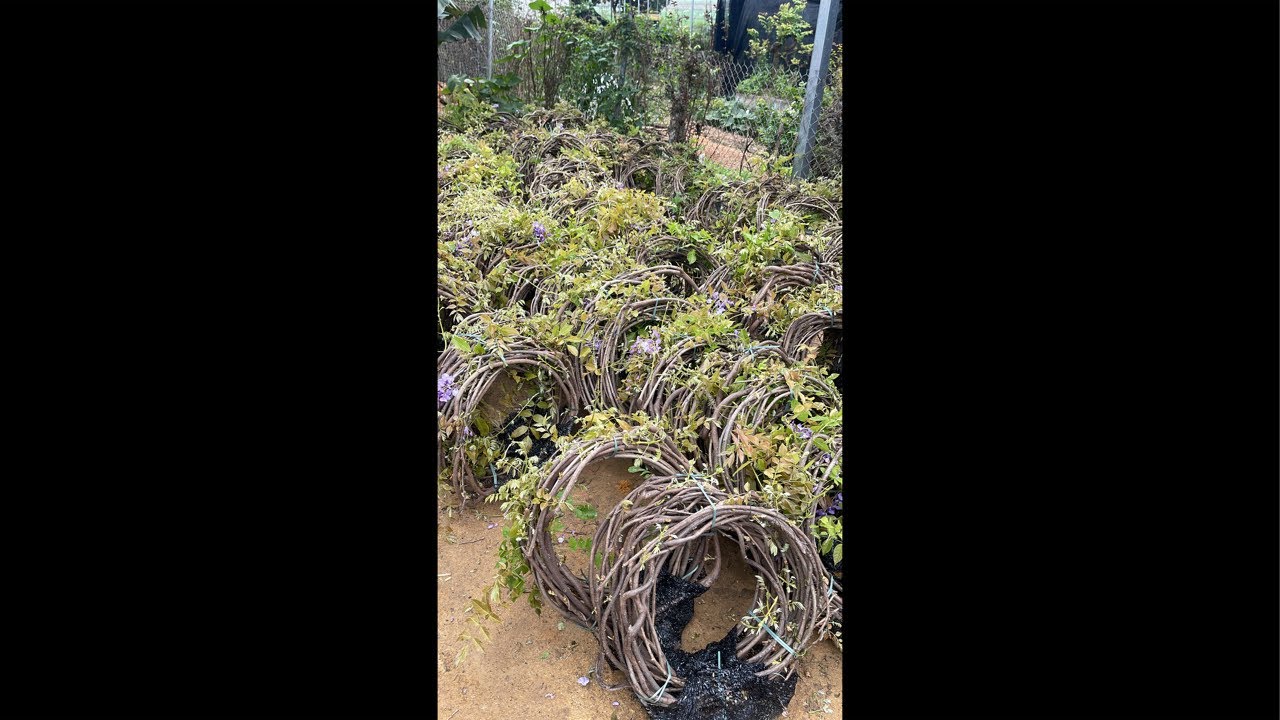 0977847453 tử đằng thân leo