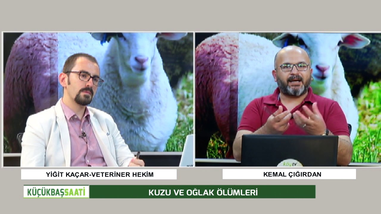 KÜÇÜKBAŞ SAATİ | KUZU VE OĞLAK ÖLÜMLERİ