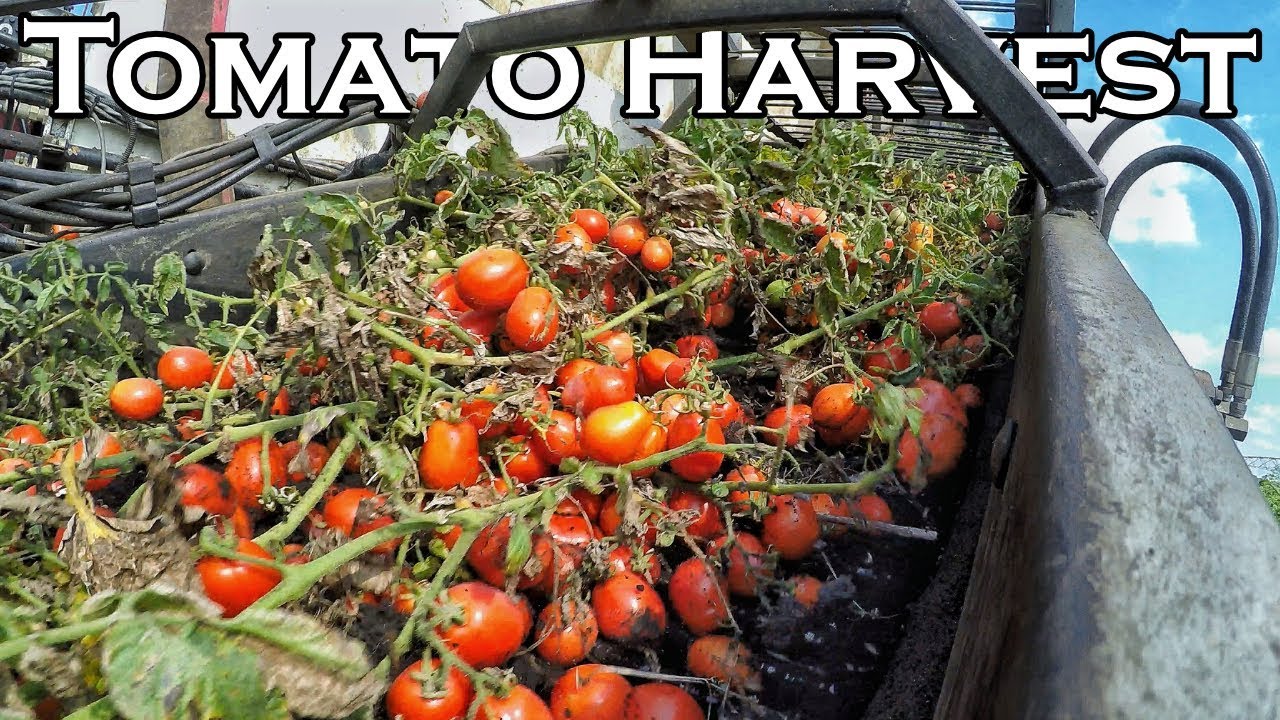 TOMATO HARVEST 2017 | SHINN'S
