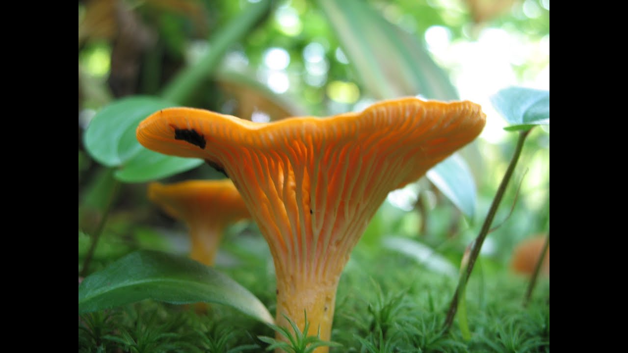 EcoBeneficial Interview with Dr. Roger Koide on Mycorrhizal Fungi