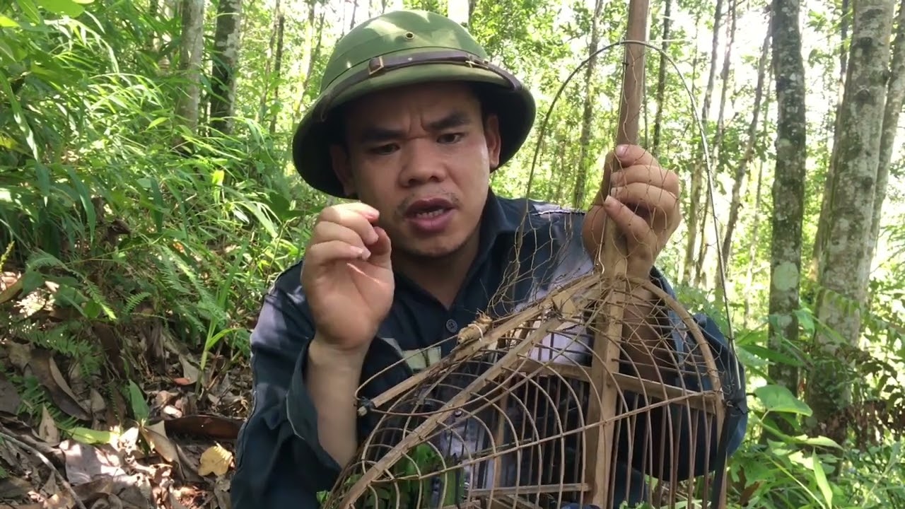 Bẫy Chim Chòe Lửa Không Chim Mồi Hiệu Quả 100%