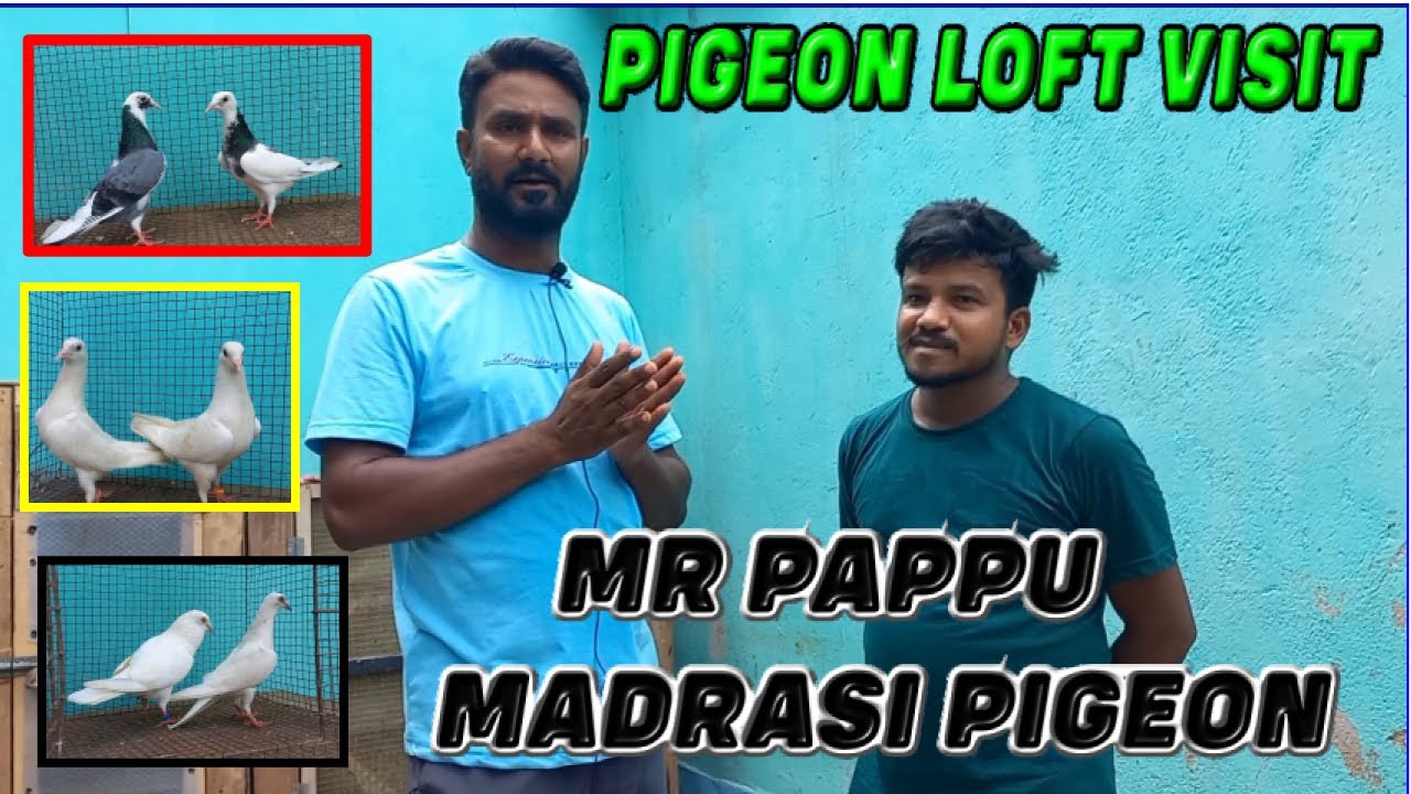 Pigeon Loft Visit | ft.Pappu | Madrasi & Fulsira Breeds Pigeon Best Collection +91 9748 414243