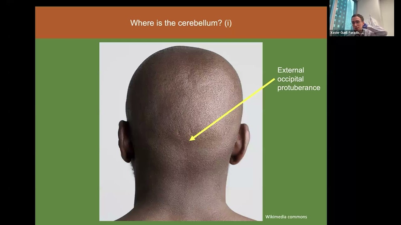 All About the Cerebellum