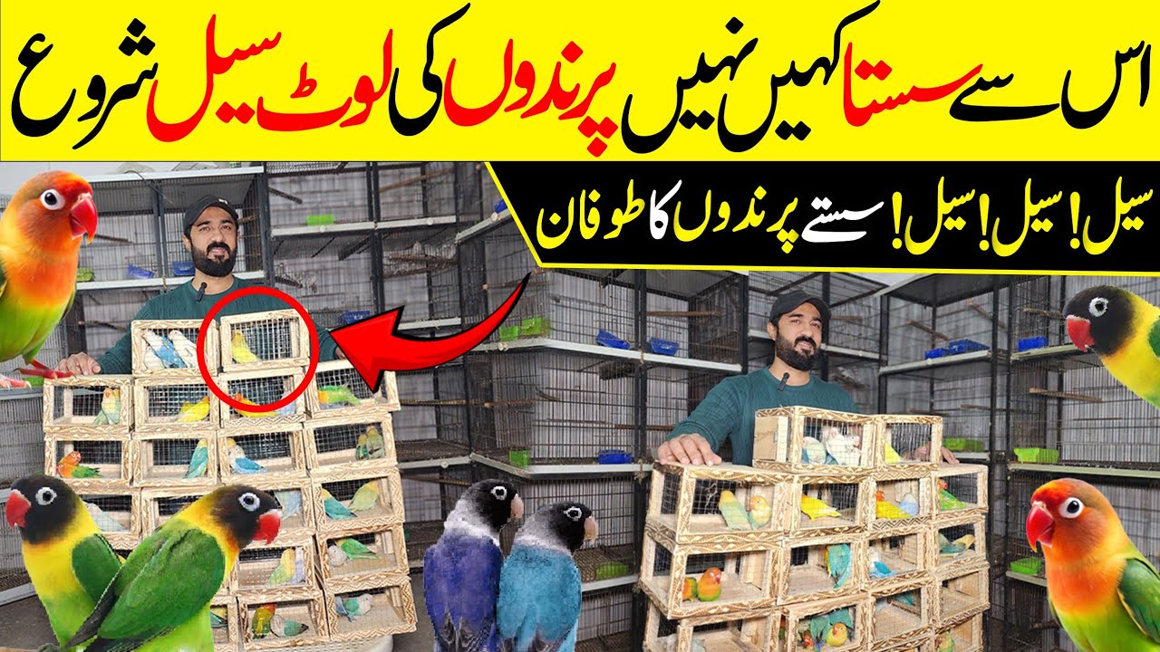 Umar Bhai ki Deals A Gai Big offers #lahorientertainmentchannel #birds #parrot #pets #budgies #cute 