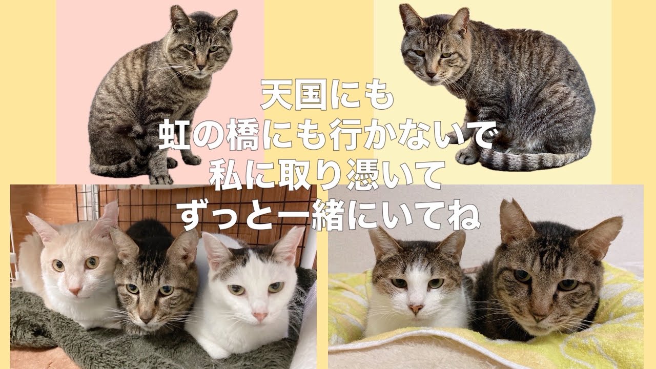 【猫のいる暮らし】愛猫の死。天国にも虹の橋にも行かないで私に取り憑いてずっと一緒にいてね。【元野良猫】【元保護猫】【猫エイズ】