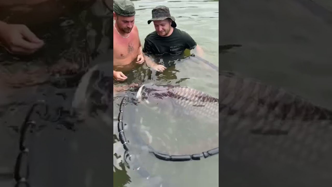 😍🔥 WHAT JUST HAPPENED? 165lb of Monster Siamese carp 🤯 