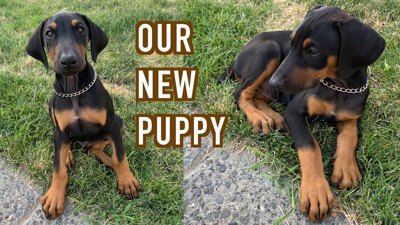 Picking up our Doberman Pinscher! | VLOG