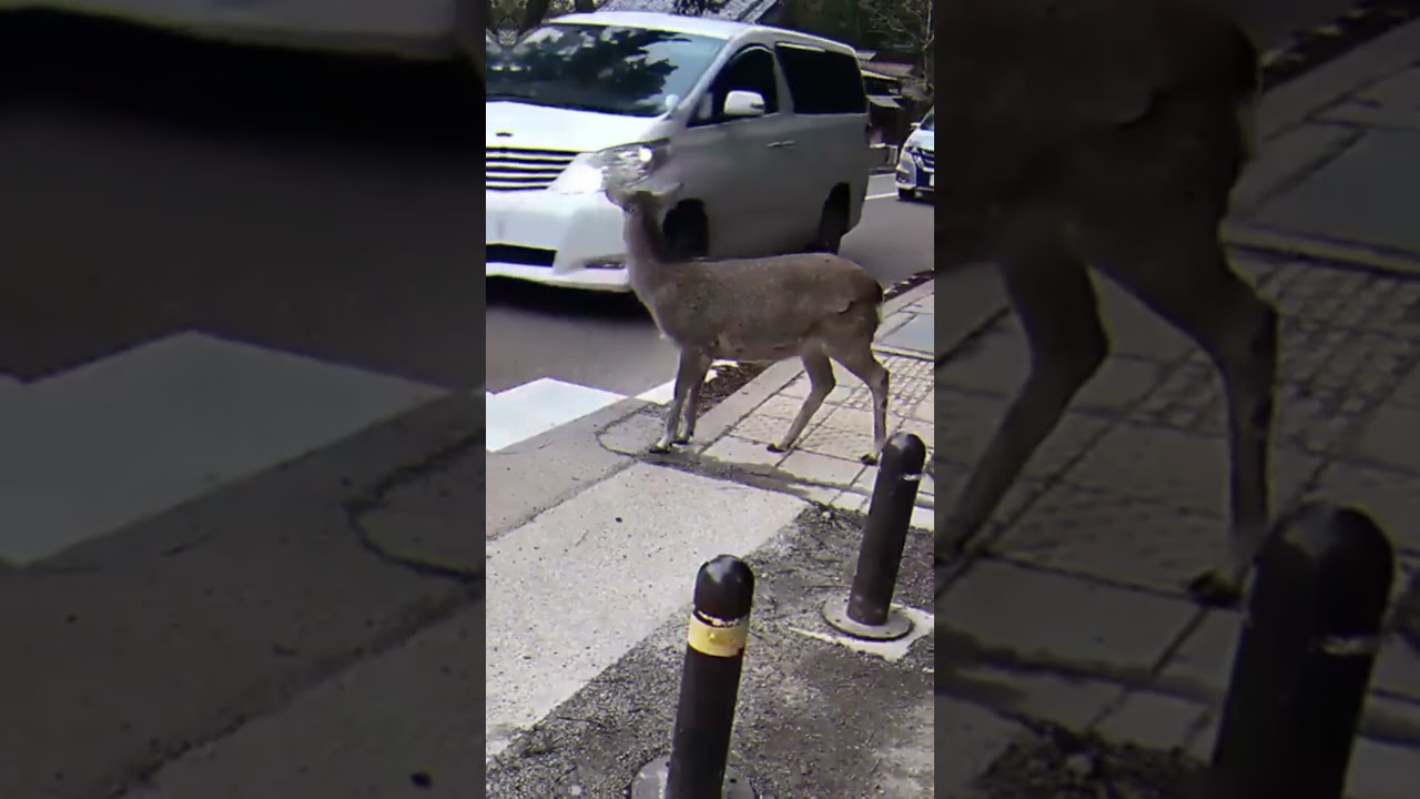 Deer Displays Unexpected Caution: A Lesson in Animal Awareness and Risk Assessment