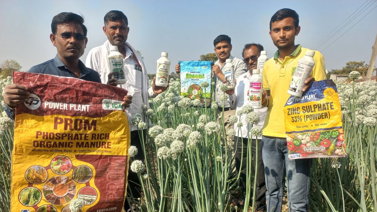 Green planet Bio products Results Onion#कांदा ग्रीन प्लॅनेट#विशाल चव्हाण 7030255921#कांदा रिझल्ट्स#