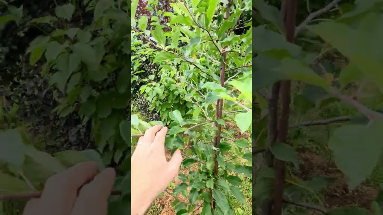 🌳 Je forme mon pommier idéal : Technique SOLAXE expliquée !