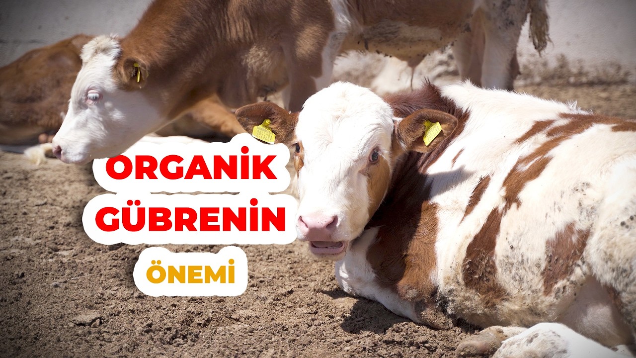 Hayvan Gübresi Faydalı mı Zararlı mı? | Organik Gübrenin Önemi
