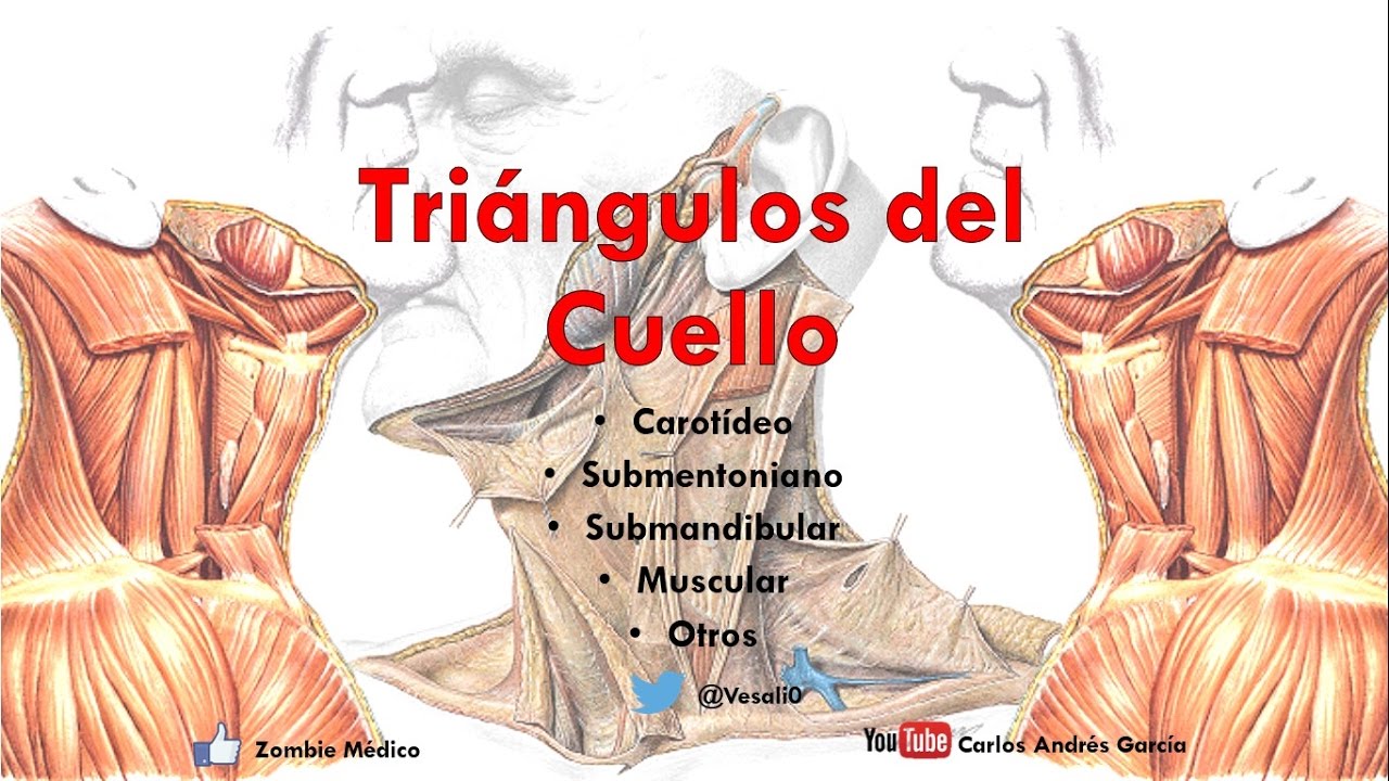 Anatom&iacute;a - Triangulos del cuello (L&iacute;mites, Contenido, Suelo, Importancia)