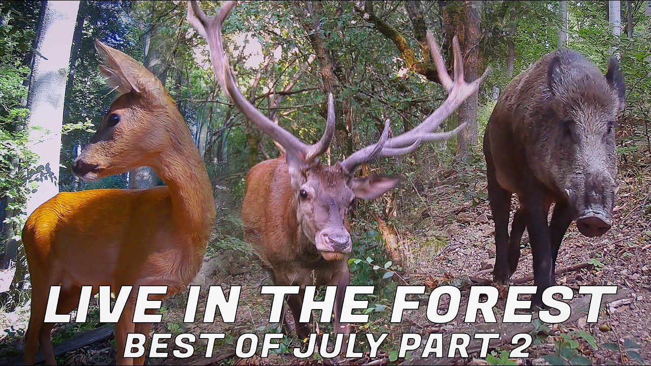 LIVE in the FOREST - best of July 2025 / part2