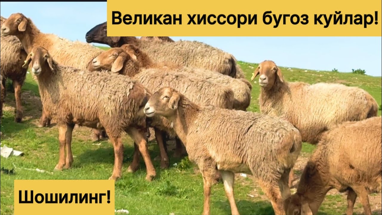 Нарх яна тушди! 957884696☎️ 771602198☎️
